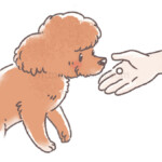 ご褒美をもらうトイプードルの犬