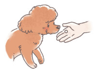 ご褒美をもらうトイプードルの犬