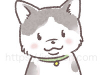 グレーと白のハチワレ柄の猫