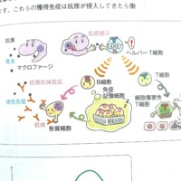 免疫の俯瞰図 免疫システムと免疫細胞の働き