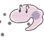 侵入してきた細菌を貪食するマクロファージ