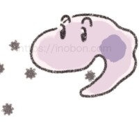マクロファージの貪食作用 侵入してきた細菌を貪食するマクロファージ