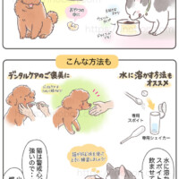 サプリメントの上手な与え方、犬と猫、獣医師