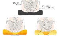坐骨と仙骨、人体が座った時の図、クッション