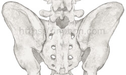 背面から見た骨盤の構造、解剖学イラスト