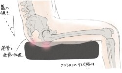 座った姿勢の人体と骨盤の角度