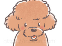 茶色の毛のトイプードルの犬