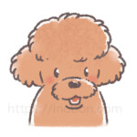 茶色の毛のトイプードルの犬