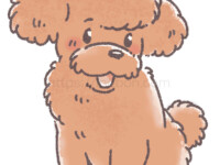 アプリコット、ブラウンの毛色のトイプードル