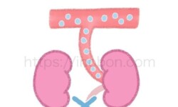 腎臓が老廃物を処理できない