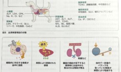 血液検査で測定する主な検査項目、動物病院