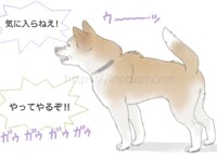 威嚇して唸り声をあげる柴犬