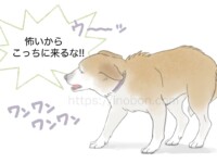 耳を寝かせて体を低くし怯えた犬が吠えている