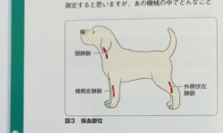 掘り下げよう!看護実践・6月号〔血液検査』 横向きに立つ犬の全身イラストと採血部位の静脈血管の位置