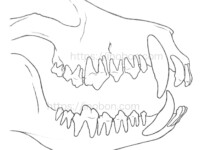 犬の歯、獣医解剖学イラスト
