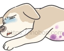 貧血状態で元気がない犬、倒れている、腹部に紫斑が出ている