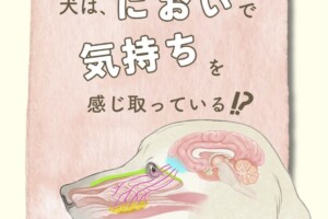犬の脳と鼻腔の構造、嗅細胞