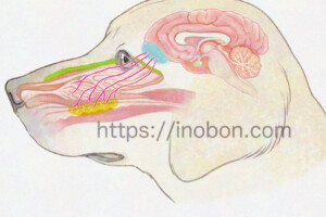 横から見た犬の頭、脳と鼻腔の位置と構造