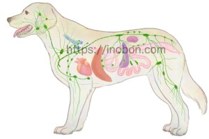 犬の体と全身のリンパ管の位置