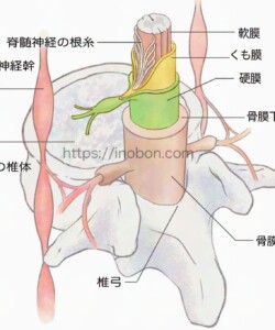 メディカ出版 オンラインセミナー 2024年【看護師・助産師のための無痛分娩】 脊椎と神経の根束、硬膜、解剖学的構造のイラスト