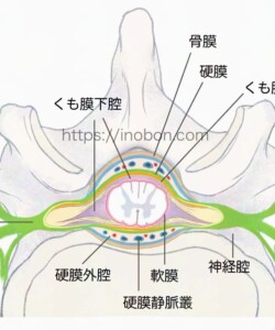 メディカ出版 2024年 『脊椎神経の主な構造』 脊椎神経の構造