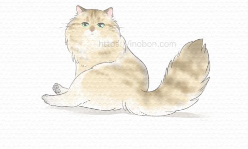 長毛の猫が座っている、ノルウェージャンフォレストキャット