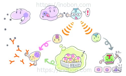 免疫細胞のキャラクター、マクロファージやT細胞、形質細胞